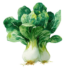 Charming Watercolor Illustration of Fresh Bok Choy Vegetable