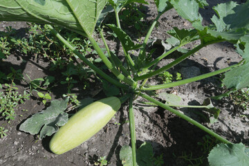 Zucchini plant with one fruit in the garden