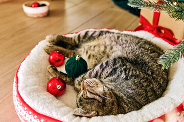 Cute tabby cat sleeping under christmas tree