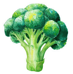 Vibrant Watercolor Illustration of a Head of Broccoli