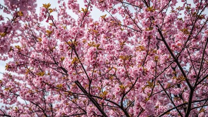 Obraz premium Blossoming cherry blossoms in peak season