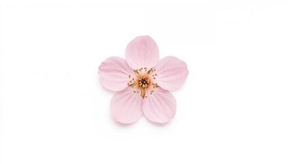 Isolated Pink Blossoms on a White Backdrop