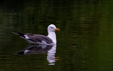 Seagull floating on calm lake water.