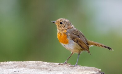 European robin perched on wood.