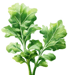 Watercolor Painting of Fresh Green Kale Leaves on White Background