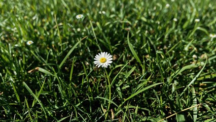 Chamomile flourishing in a lush field