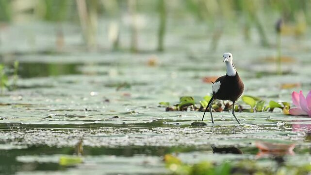 Pheasant-tailed Jacana walks with elegance across blooming lily flowers in a peaceful pond, showcasing its unique adaptation and beauty in a wetland environment.