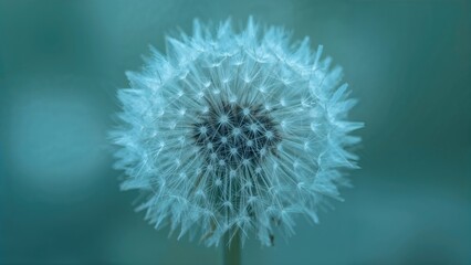 Fototapeta premium Close-up of a delicate blue dandelion with gentle soft focus and intricate natural textures
