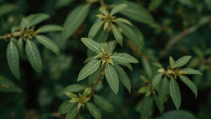 Blurred close-up of Alternanthera Ficoidea leaves, designed to bring an organic vibe to your wallpaper.