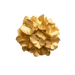 Golden hydrangea blooms on black background
