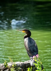 Cormorant waiting on a rock for fish