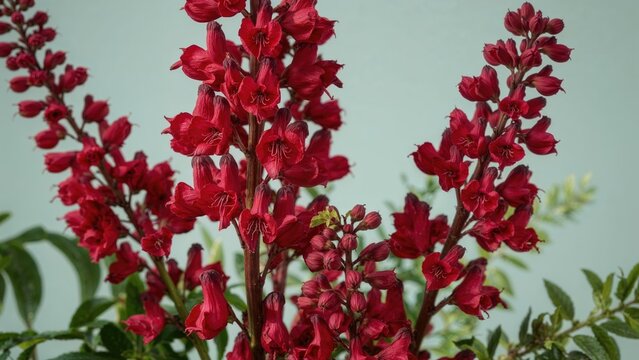 Close-up of Bright Amaranthus Caudatus Blossoms Amid Greenery