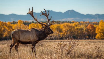 Obraz premium Majestic Wapiti Roaming a Wildlife Refuge