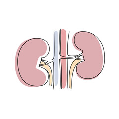 Human kidneys on a white background. Line art. Vector.