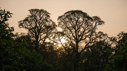 Dark tree shapes contrasted with a beautiful sky scene