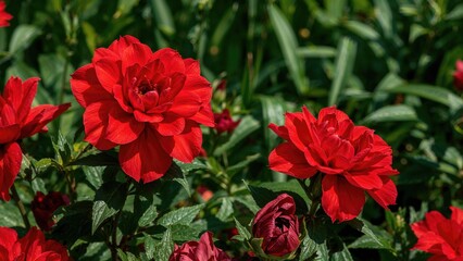 Fototapeta premium The scarlet blossoms are stunning, representing peace, power, and affection.
