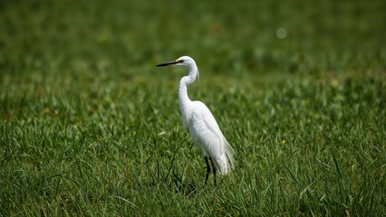 Obraz premium A snowy egret is perched on the grass.