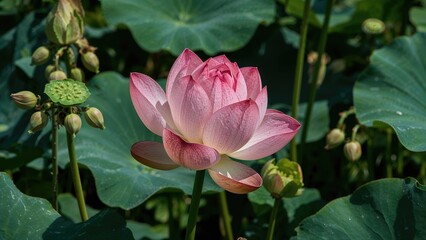 Pink lotus flower blooming among green leaves with water lily buds in a serene garden setting. Natural botanical beauty captured.