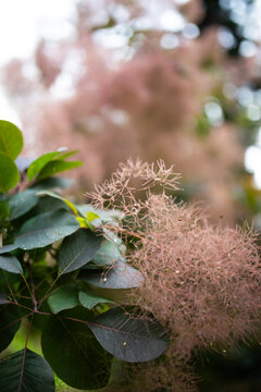 Smoke Bush leaves and flower with copy space
