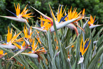 Bird of Paradise Flower in garden