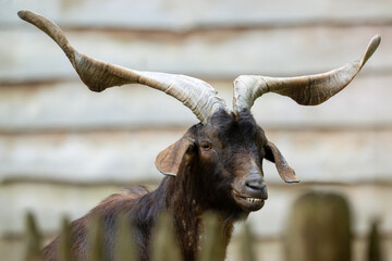 Portrait of a Rove goat in his enclosure in an educational farm. Capra hircus, Domaine de Pescheray, Sarthe 72, Région Pays de la Loire, France, European Union, Europe