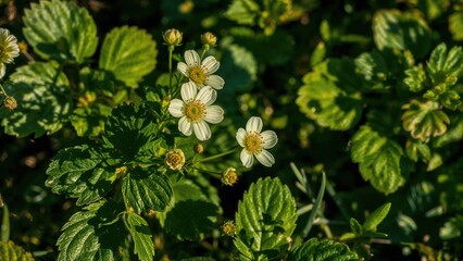 White strawberry flowers basking in sunlight amid lush green leaves (macro, springtime background)