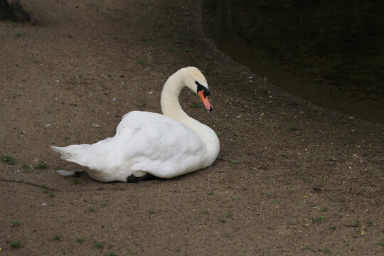 White swan on the lake - Powered by Adobe