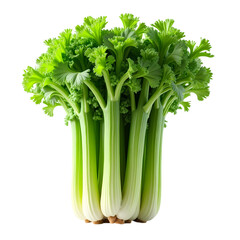 A bunch of fresh green curly parsley isolated on transparent background