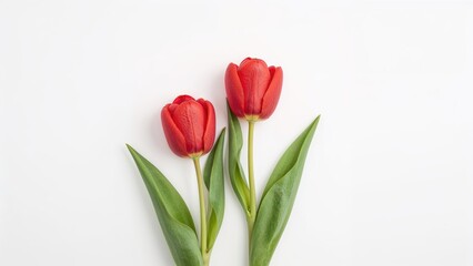 Fototapeta premium Two red tulips with green leaves isolated on white background arranged in a top view flat lay composition with ample copy space.
