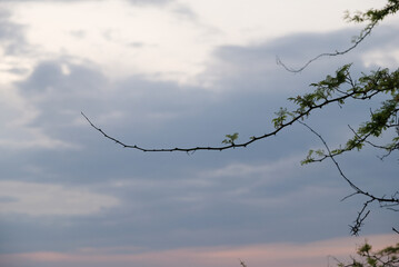 Dry tree branches against the twilight sky