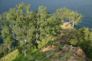 Green trees growing on the rocky hill near Cristo Rei Beach, Timor Leste