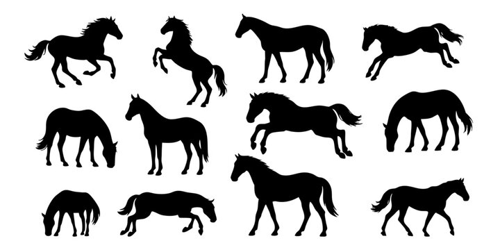 Horse silhouette vector. Horse silhouettes.
