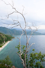 Dry white tree branches with the background of Cristo Rei beach, Timor Leste