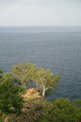 Green trees growing on the rocky hill near Cristo Rei Beach, Timor Leste