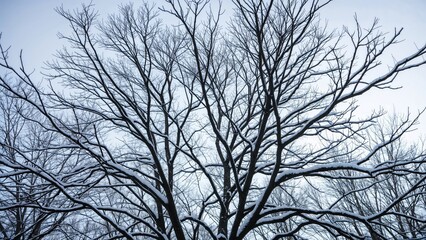 Snow-covered tree limbs during the cold season