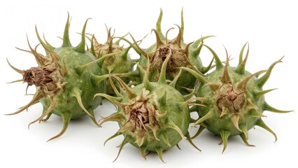 Isolated Water Caltrops (Trapa natans) on a White Background