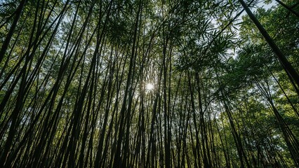 Fototapeta premium Darkness lurking below bamboo