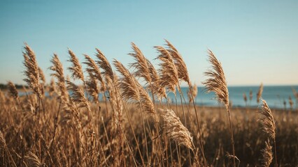 Soft Focus Beach Grass And