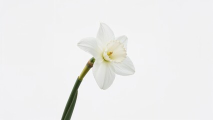Naklejka premium Single white Daffodil blossom (Narcissus) displayed on a white surface. Palmares type from the Split-Cupped Collar Daffodil series