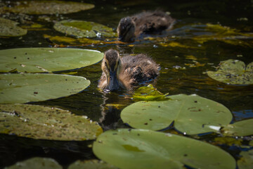Niedliche Aufnahme von schwimmenden Küken der Stockente, zwischen Seerosenblättern.