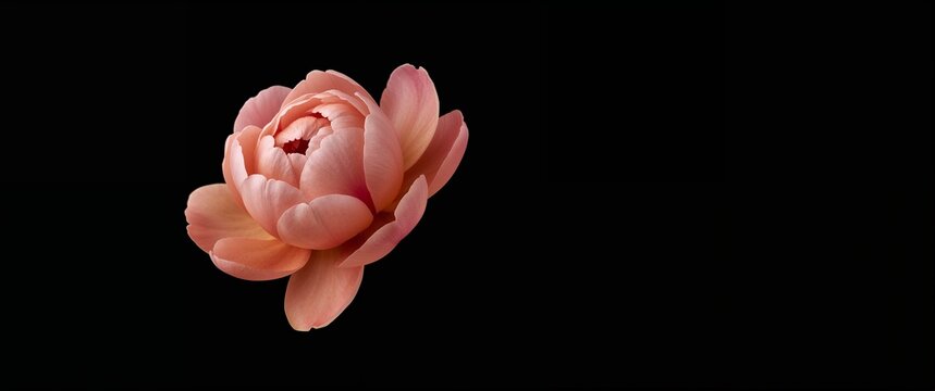 Modern minimal peony bloom in gradient pink and yellow watercolor fade floating softly on plain black background