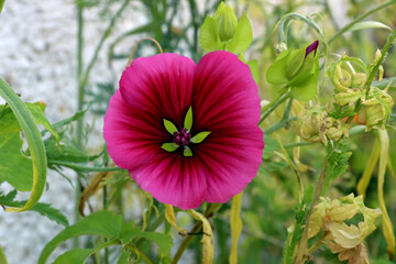 Malope Trifida or Mallow Wort Flower Bloom Closeup View