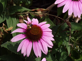 Bee sitting on the flower