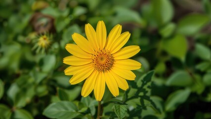 Golden Flower Growing in a Lush Garden