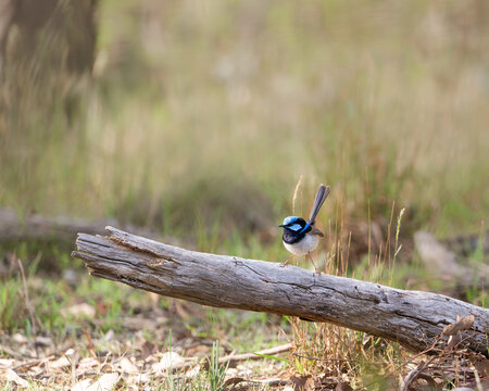A male Superb Fairy-Wren (Malurus cyaneus), perching on a log