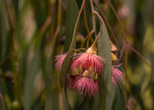 Pink eucalyptus flowers on a Red Ironbark tree (Eucalytpus sideroxylon Rosea)