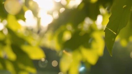 Sun dappled foliage produces dreamy lemon green bokeh captured creamy depth field new forty word title underscores royalty free K nature ambience flexible overlay use wellness vlogs inspirational