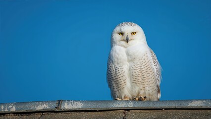 An owl covered in snow feathers resting on a roof, captured with a bright blue sky background while staring at the camera.
