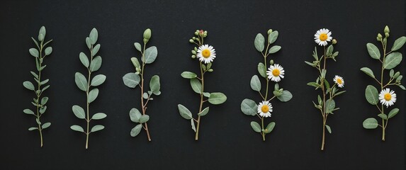 True to life botanical set with eucalyptus stems olive branches and white chamomile flowers scattered neatly on plain black background