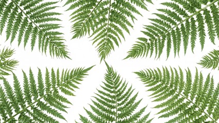 Green fern plants featured with a white background for a nature pattern